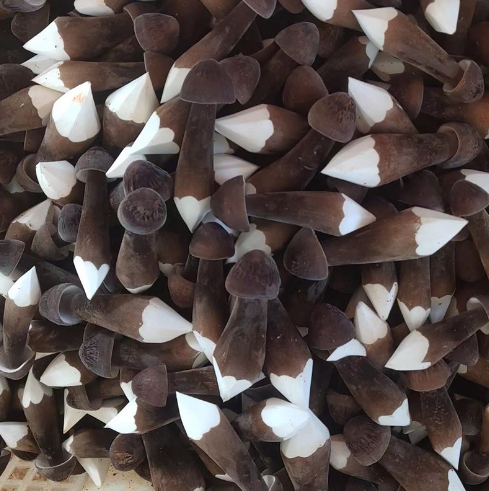 原产地鲜货特产黑皮鸡枞菌新鲜鸡枞菌农产品食用菌煲汤食材鲜菇