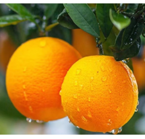 橙子新鲜水果礼盒单位公司过节福利脐橙