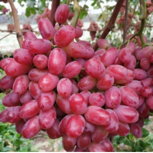 无籽红提葡萄脆甜多汁无核红提子孕妇新鲜水果