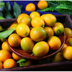 脆皮金桔新鲜水果 摘发小果当季5斤大果